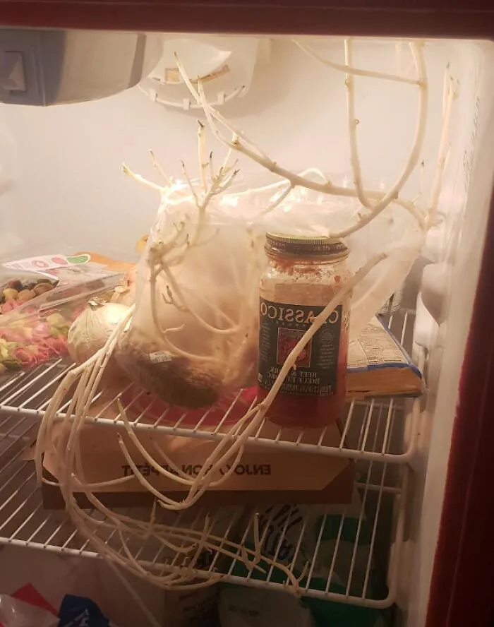 Así que este amigo mío abrió su refrigerador y vi este maldito monstruo...