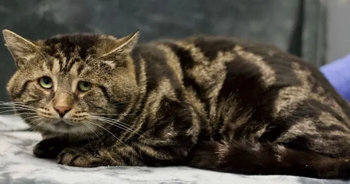 After Going Viral On Twitter, Fishtopher Has Recently Been Adopted And Is Off To Live A Happy Life
