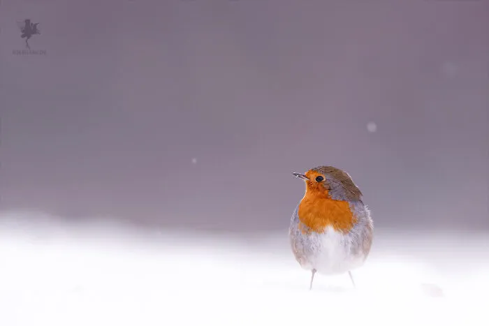 A Touch Of Red In A White World