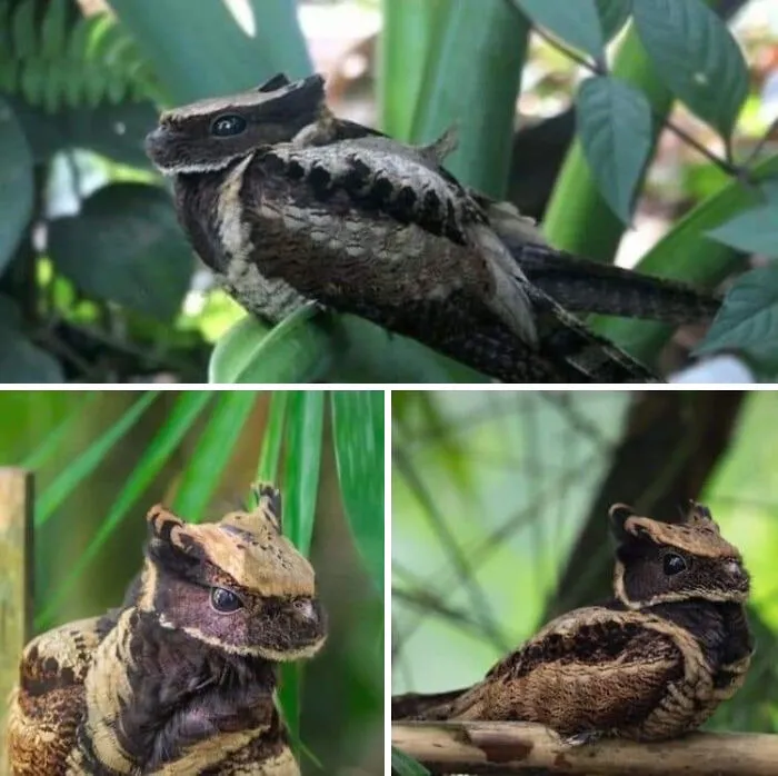 El chotacabras orejudo es prácticamente un ave dragón