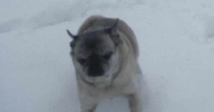 Hey Pandas, Post A Picture Of Your Pet In The Snow Or In Winter Attire (Closed)