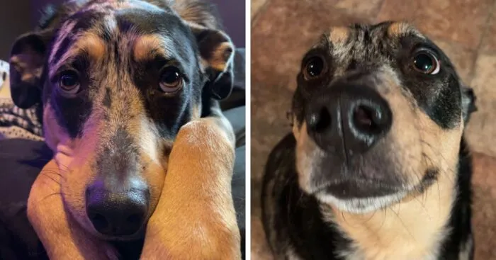 Hey Pandas, Show Me Your Catahoula Leopard Dogs (Closed)