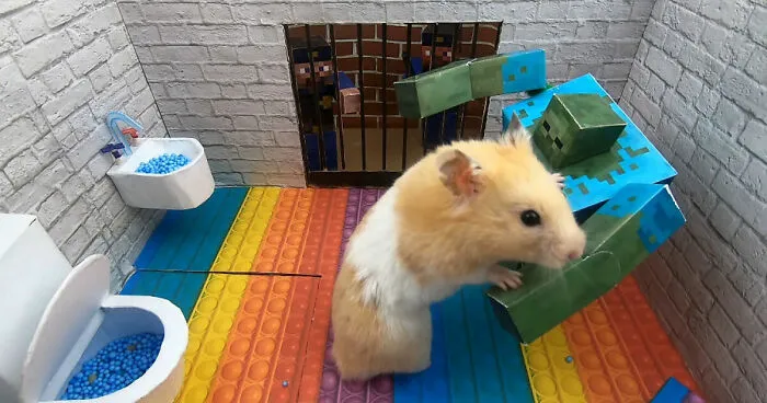 I Made A Prison Maze From Pop-It Toys For My Hamster To Escape