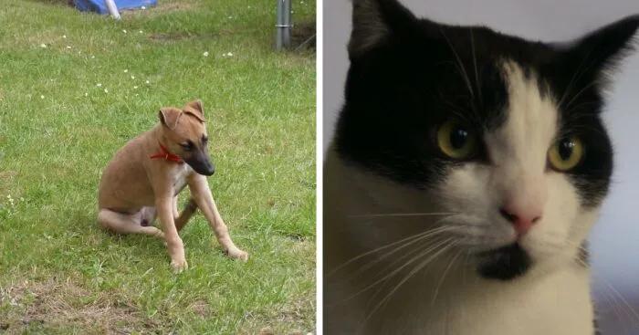 Hey Pandas, Share Your Rescued Pets And Their Stories
