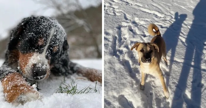 Hey Pandas, Share Your Pets Enjoying The Snow! (Closed)