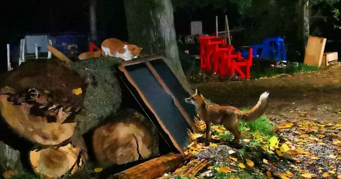 We Filmed A Wild Fox Visiting His Cat Friend