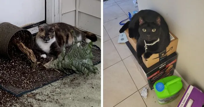 Hey Pandas, Post A Picture Of Your Pet Looking Proud Of Something They Ruined (Closed)