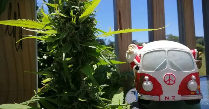 Hey Pandas, Show Us Your Dope Santa (Closed)