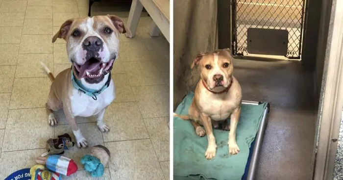 This Dog Has Been Living In A Shelter For Over 5 Years, And I Post This In Hopes Of Finding Pinto's New Home