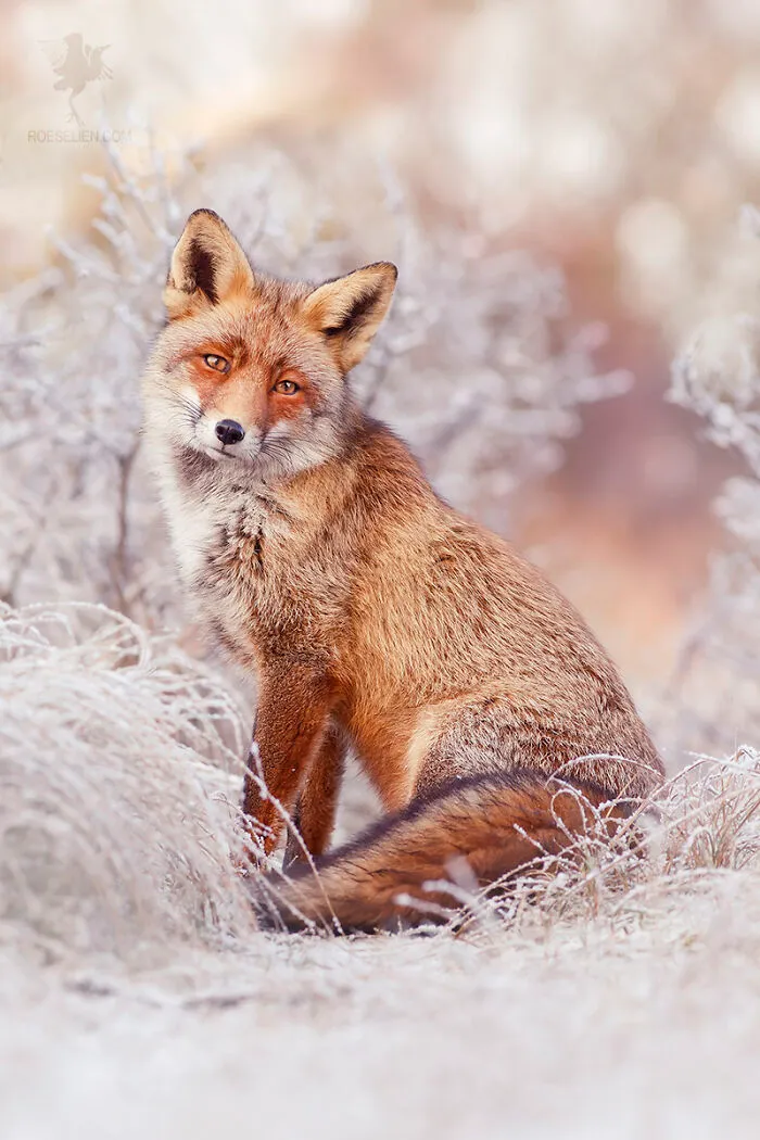 Fairytale Fox II