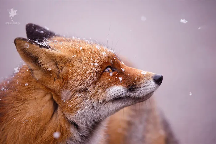 The Fox And The Snowflake