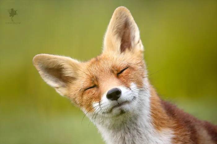 Fox Bomb