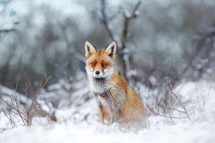 Winter Fox