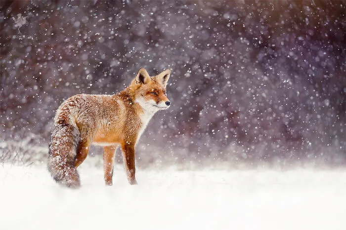 Fox In A Snow Shower
