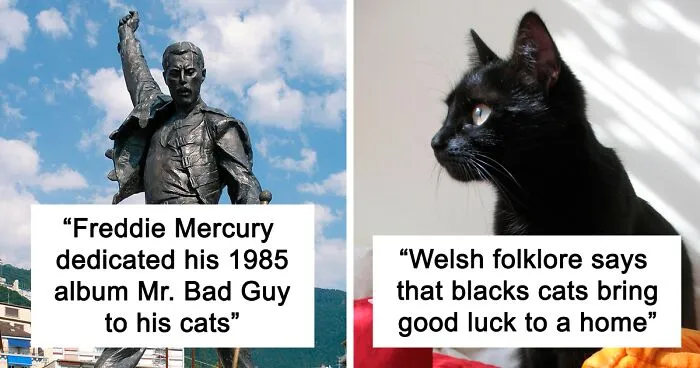 50 Fun Facts About Cats To Sink Your Claws Into