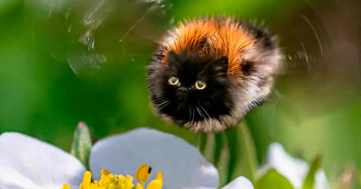 Alguien Se Imagina Cómo Se Vería Todo Si Tuviera Cara De Gato Y El Resultado Es Tan Divertido Como Perturbador