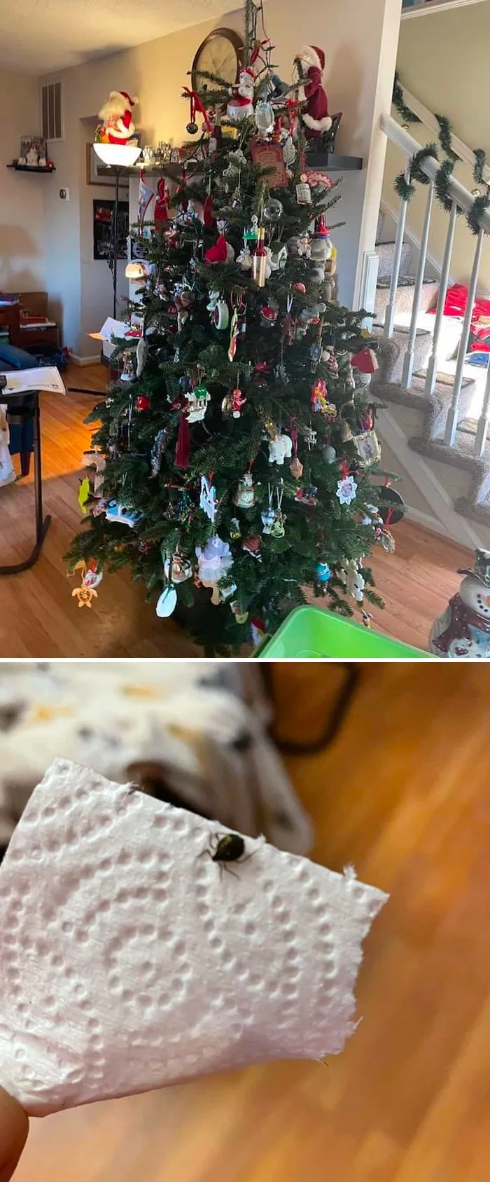 El árbol de mi amigo estaba infestado de garrapatas y tuvieron que tirarlo justo antes de Navidad