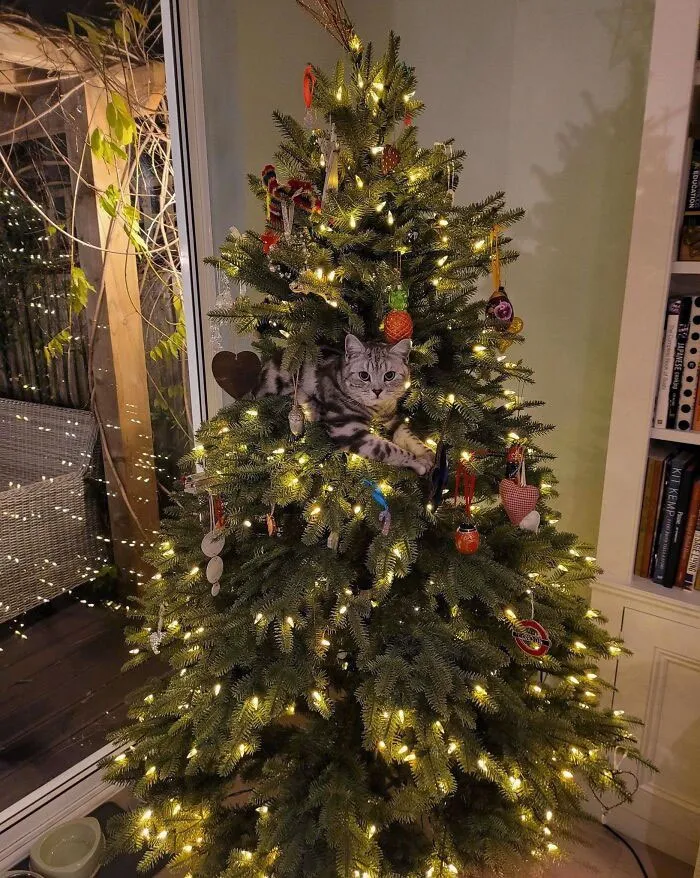 I've Just Learned This Is An Issue For Cat Owners Over Christmas