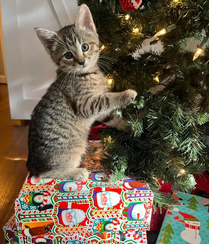 Ornament Installer