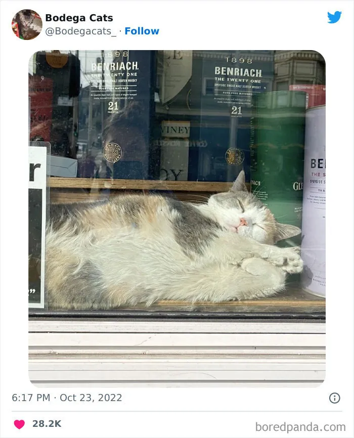 Estos adorables gatos de bodegas y tiendas se ven como si fueran los dueños del lugar (nuevas imágenes)
