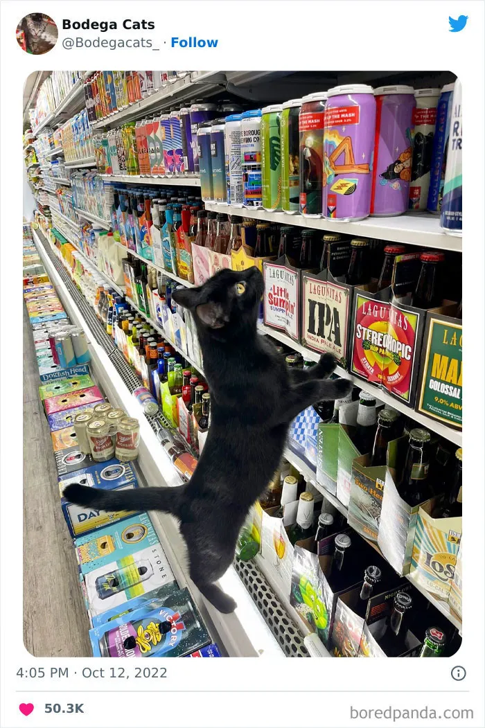 Estos adorables gatos de bodegas y tiendas se ven como si fueran los dueños del lugar (nuevas imágenes)