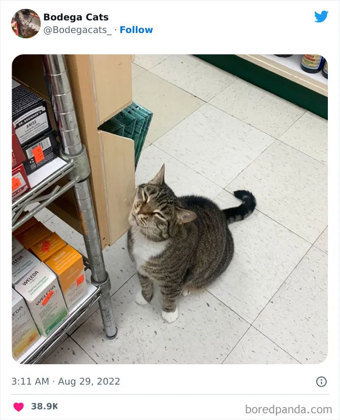 Estos adorables gatos de bodegas y tiendas se ven como si fueran los dueños del lugar (nuevas imágenes)
