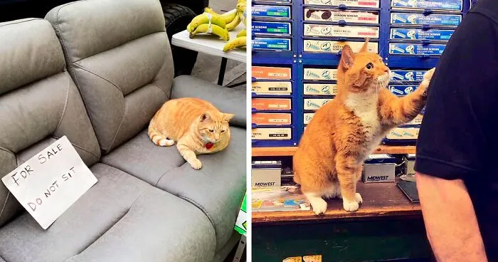 Cute And Funny Cats In Shops Looking Like They Own The Place, As Shared On This Twitter Page (New Pics)