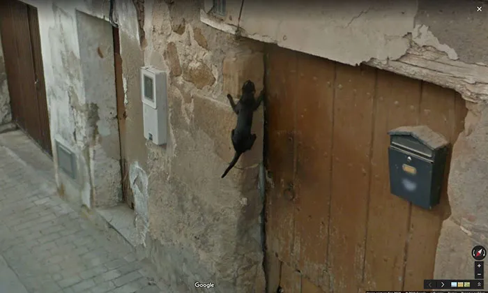 Gato araña, gato araña, hace lo que sea que haga un gato araña