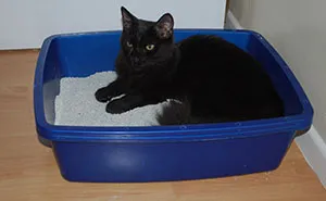 Guy Wonders If He's A Jerk For Refusing To Clean The Litter Box While His Wife Is Pregnant, The Internet Doesn't Hold Back