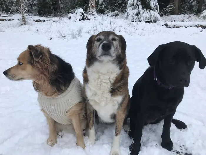 Three Amigos