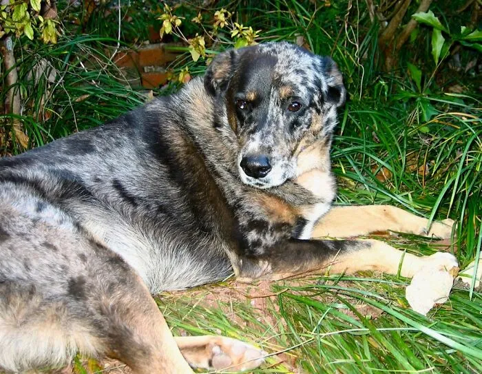 Gaither’s Litter Mate, Lowry