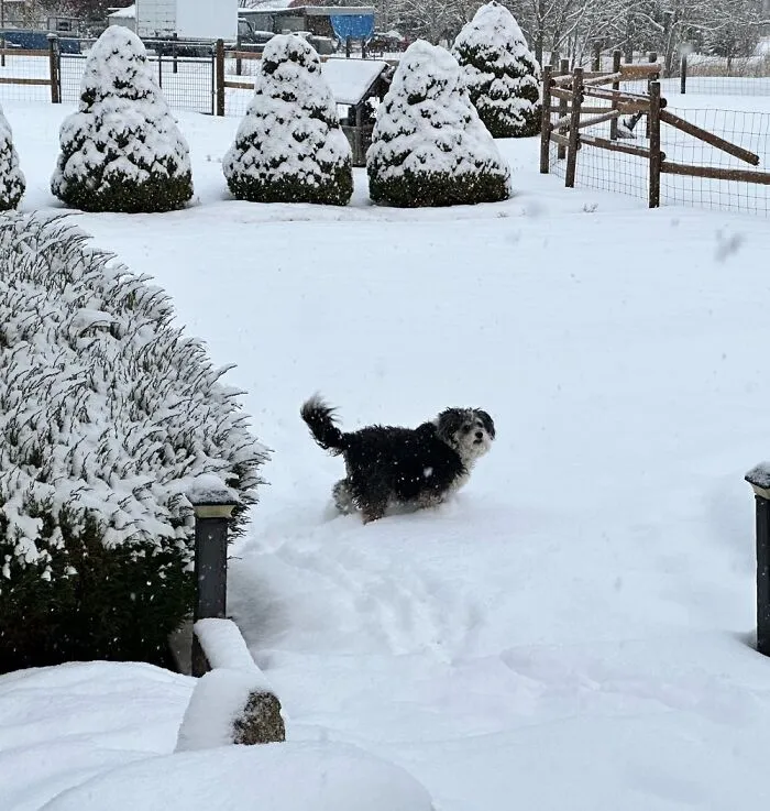Skye Up To Her Tummy In Snow. She Loves To Eat The White Stuff