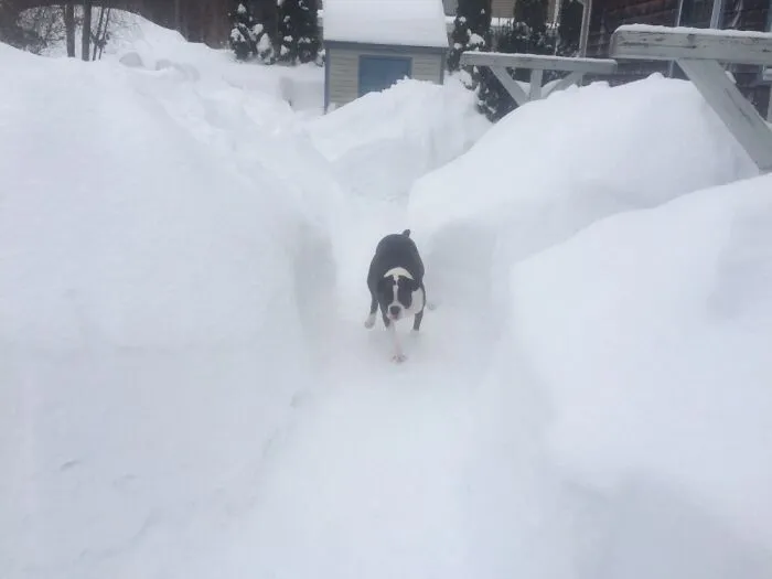 Fiona Doing Her Best Zoomies In The Backyard Paths We Made For During A Big Snowstorm! ❤️