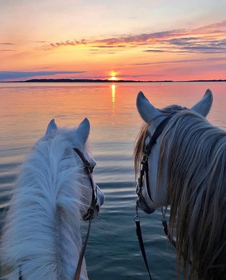 Beautiful Horses