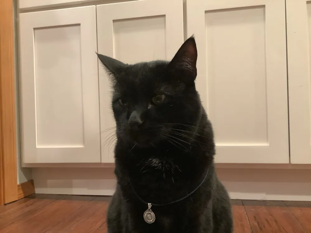 Show Us A Pic Of Your Animal Looking Majestic