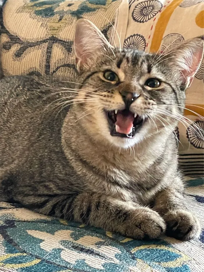 Chatty Abby