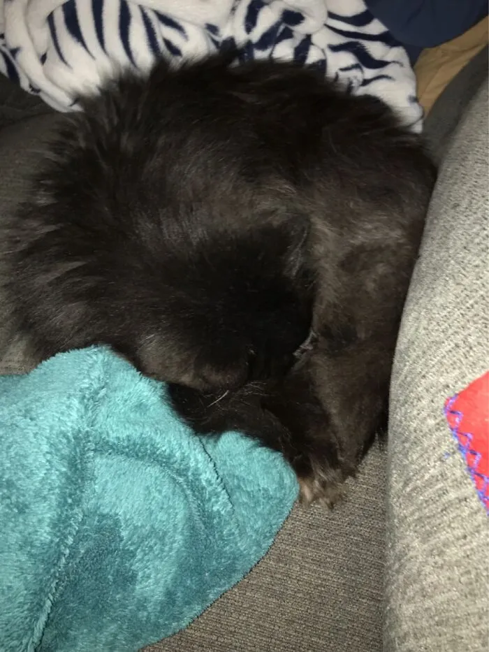Black Jack Is Sleeping 💤