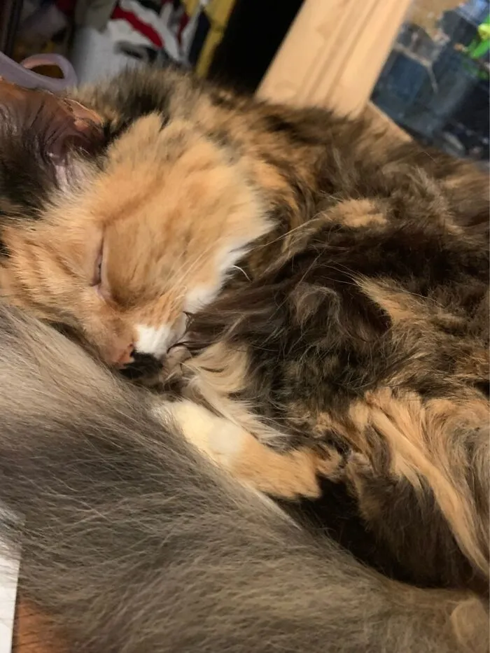 Ruby In Dreamland