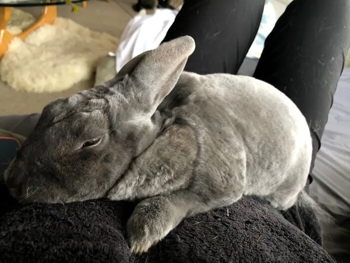 Pepper