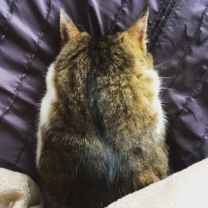 Kitty, Face Down