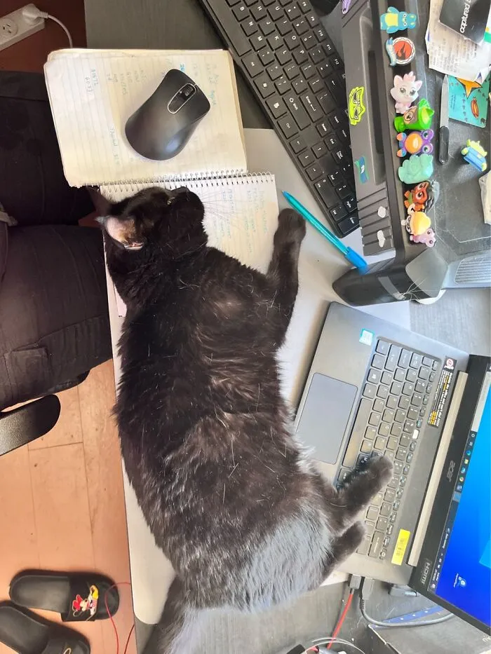 Daily Issue When Working From Home. This Is Guinevere And Is My Shadow