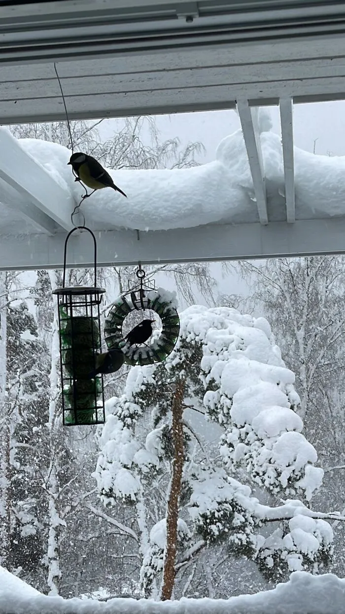 Gotta Feed Them Birdies!