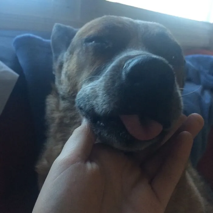 Blep