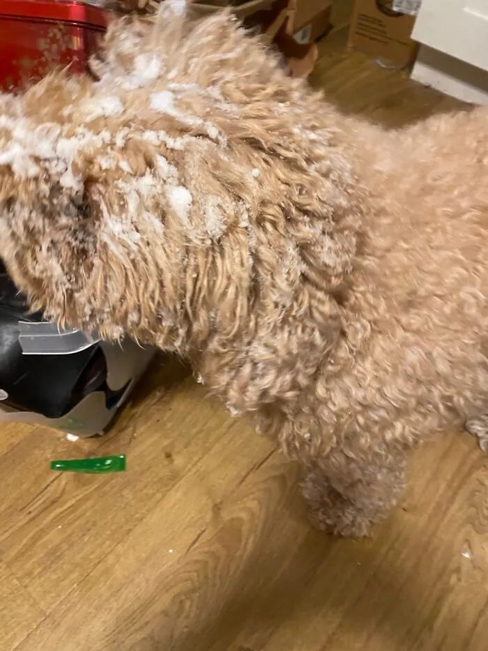 My Snow Doodle Baguette… 8 Months In Heaven