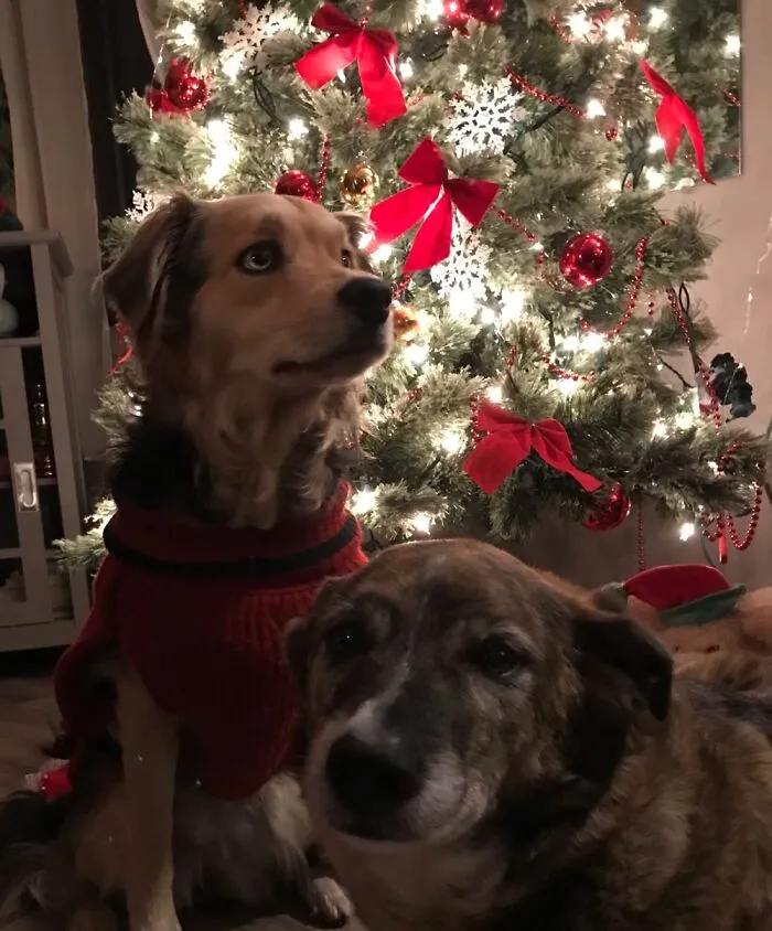 Christmas Boop!!