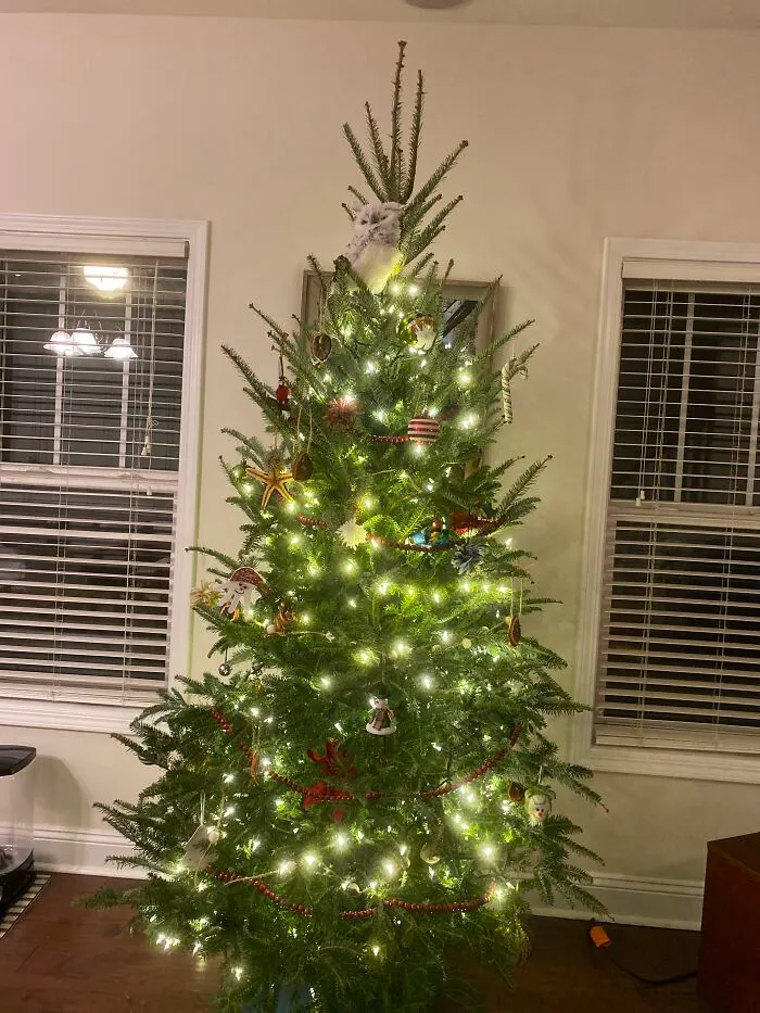 We’ve Started Using Real Trees The Past Couple Years