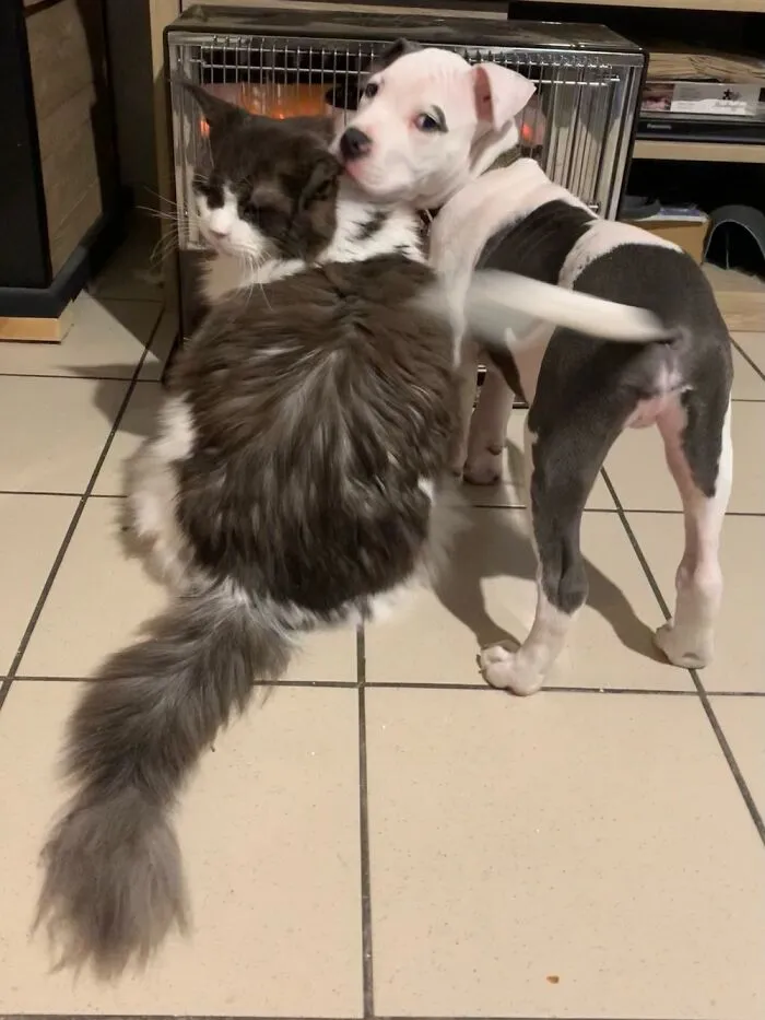 One Of The Rare Moments They Get Along…