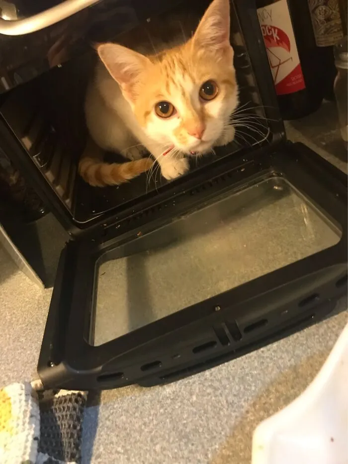 Pumpkin Doin Hee Cookin Thing