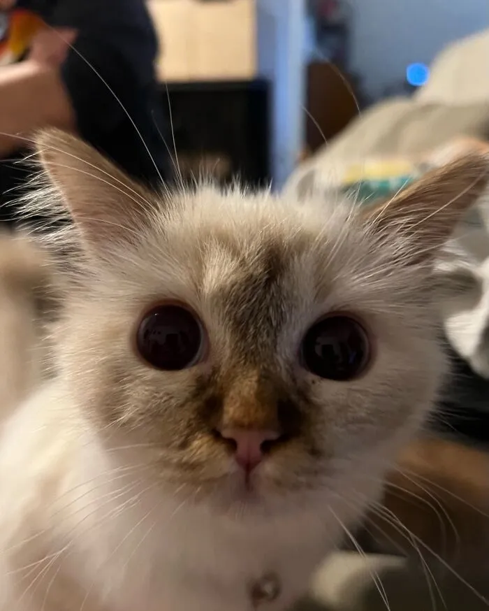 Willow