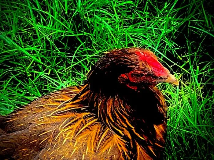 Chick-Chick